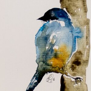 Eastern Bluebird on Oak