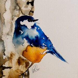 Eastern Bluebird on Birch
