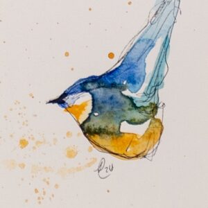 Eastern Bluebird Sketch